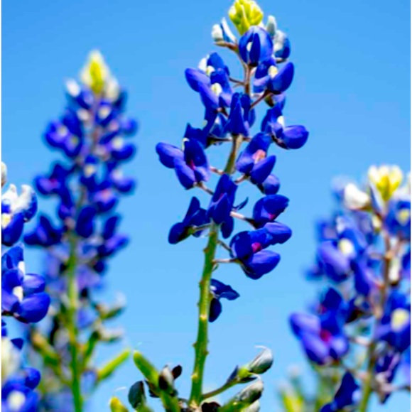 Meet your Posher, Ronda - Picture 1 of 1